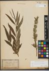 Foto von Salix purpurea L. x Salix viminalis L.